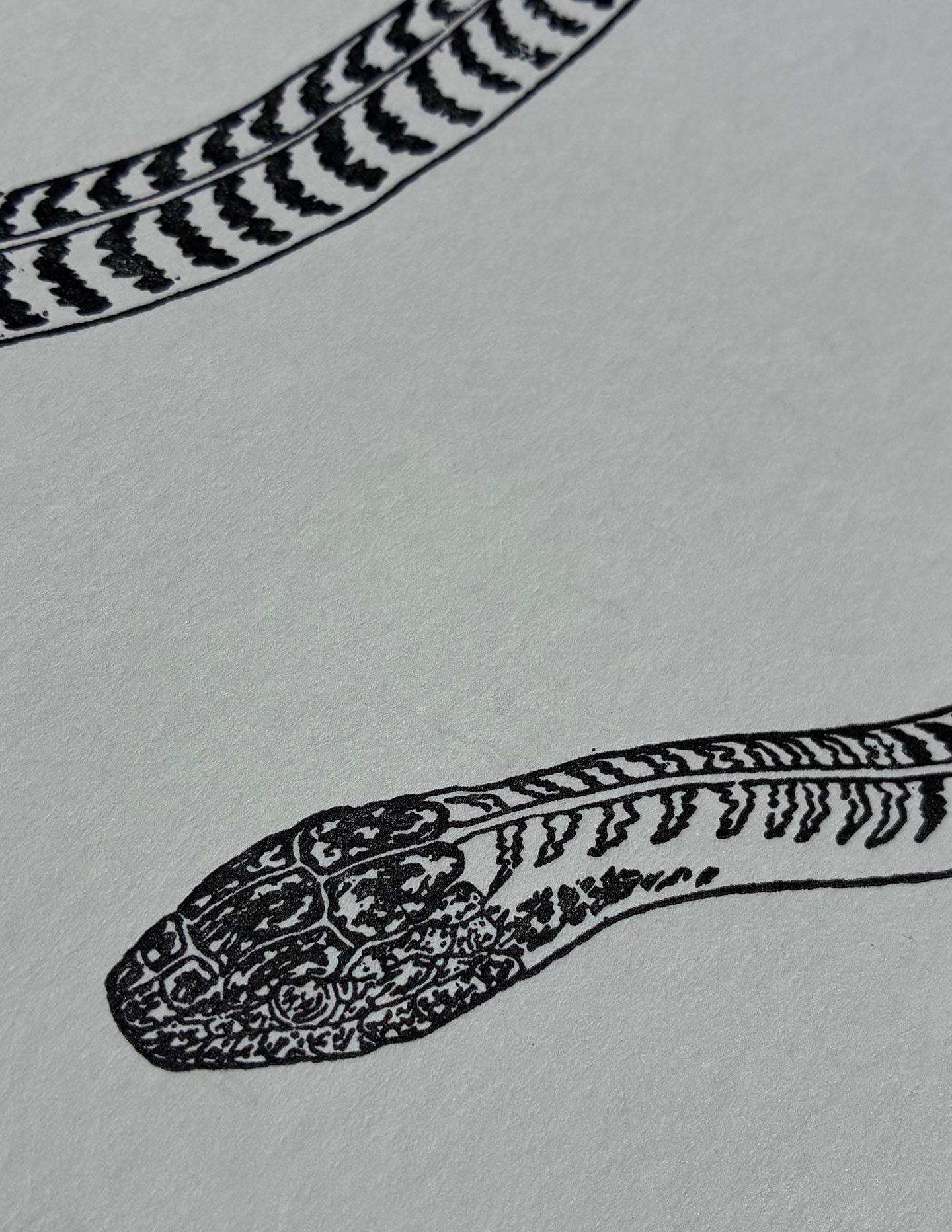 Amabilis / Cane Howlet