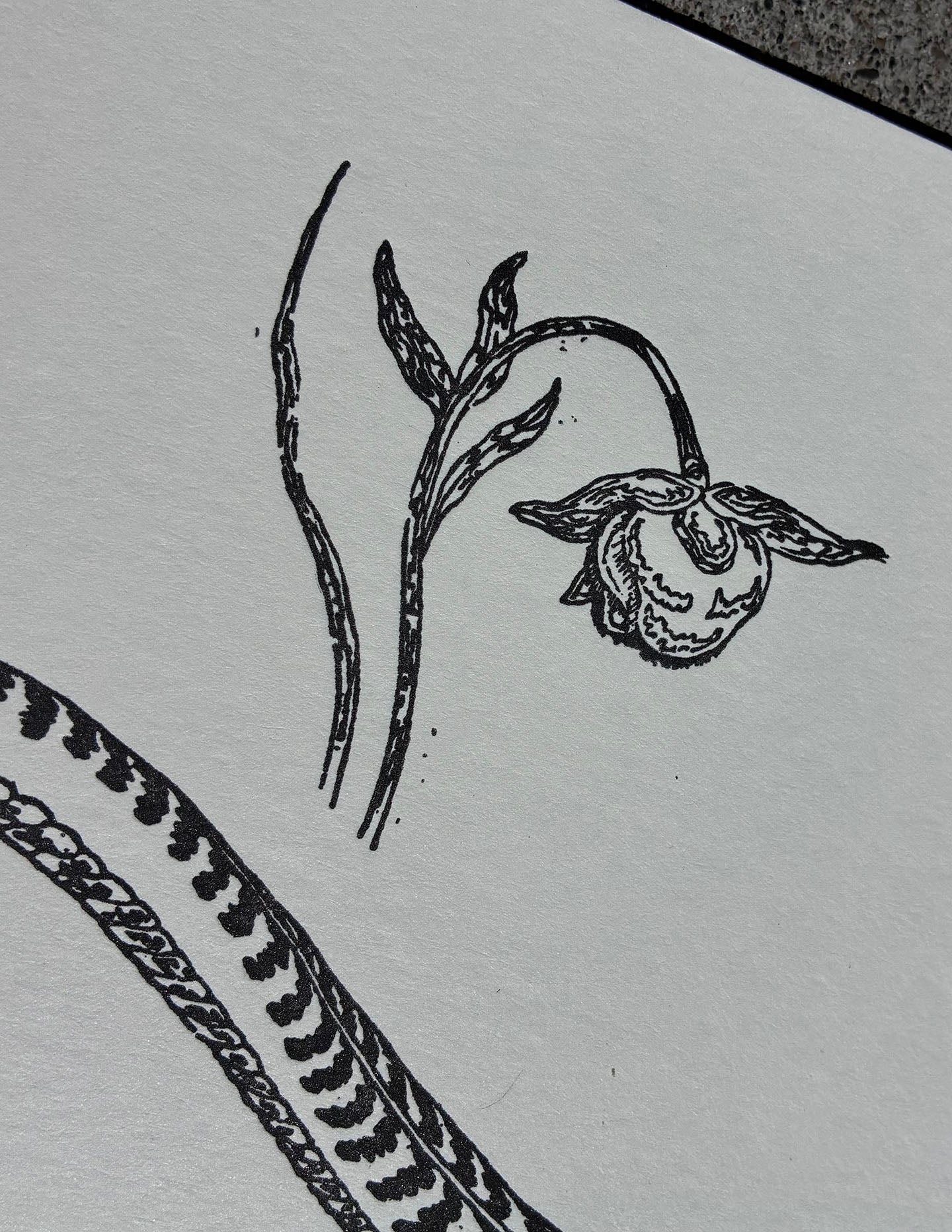 Amabilis / Cane Howlet