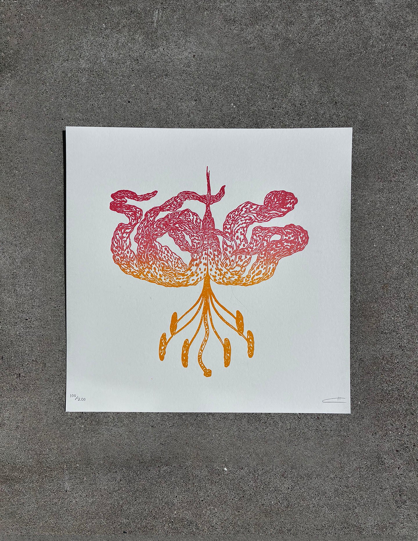 Leopard Lily / Cane Howlet